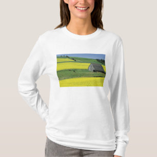 Camiseta NA, EUA, Idaho, perto de Potlatch, Canola e velho