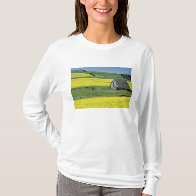 Camiseta NA, EUA, Idaho, perto de Potlatch, Canola e velho (Frente)