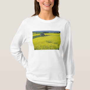 Camiseta NA, EUA, Idaho, perto de Potlatch, Celeiro de made