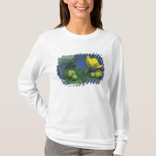 Camiseta NA, EUA, Michigan, Rochester Hills. Pântano