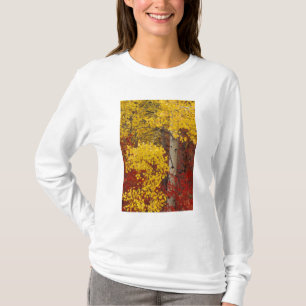 Camiseta NA, EUA, Washington, Wenatchee National Forest.
