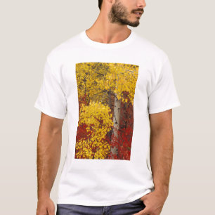Camiseta NA, EUA, Washington, Wenatchee National Forest.