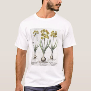 Camiseta Narciso de Tazetta, 'do Hortus o Eystettensis