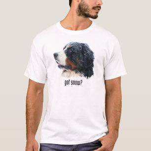 Camiseta neve obtida? Cão de montanha de Bernese