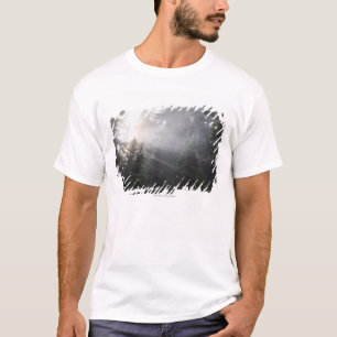 Camiseta Névoa & feixes de Sun em uma floresta de