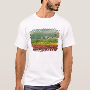 Camiseta Nevoeiro rasteja sobre a Gehring Brothers Winery a