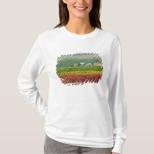Camiseta Nevoeiro rasteja sobre a Gehring Brothers Winery a