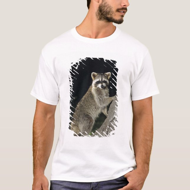 Camiseta Norte Raccoon, Perfurador de Procyon, adulto na ár (Frente)