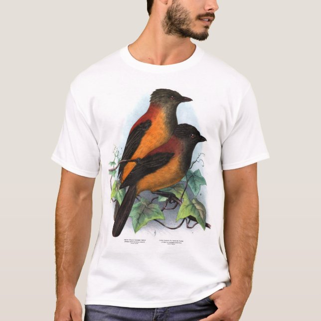 Camiseta Nova Guiné: Duas espécies de Pitohui (Frente)