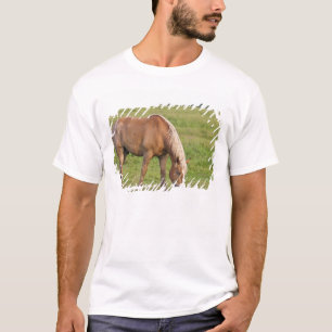 Camiseta Novo Brunswick, Canadá. Cavalo no campo.