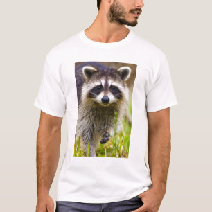 Camiseta O guaxinim, Procyon lotor