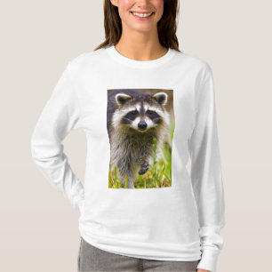 Camiseta O guaxinim, Procyon lotor