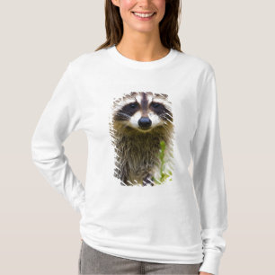 Camiseta O guaxinim, Procyon lotor