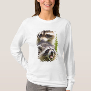 Camiseta O guaxinim, Procyon lotor, é um mamífero amplament