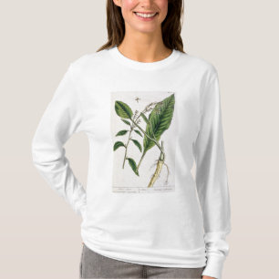 Camiseta O Horseradish, chapeia 415 "de um erval curioso",