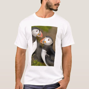 Camiseta O Papagaio-do-mar