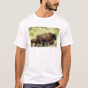 Camiseta O t-shirt dos homens vagueando do búfalo