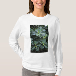 Camiseta Oceania, Pacífico Sul, Polinésia Francesa,