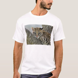 Camiseta Ocelot, Felis pardalis, cativo, fêmea descansando