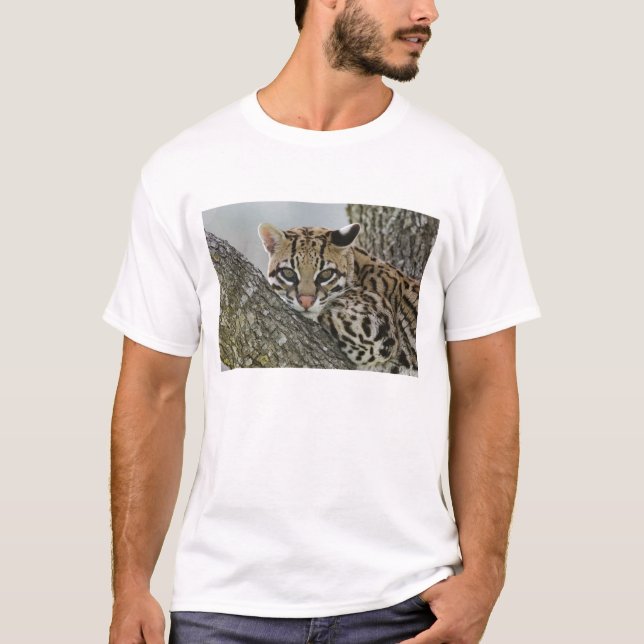 Camiseta Ocelot, Felis pardalis, em cativeiro, descansos fe (Frente)