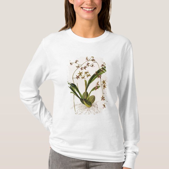 Camiseta Odontoglossum Hastatum (Frente)