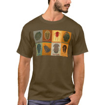 Oito trilobitas fósseis