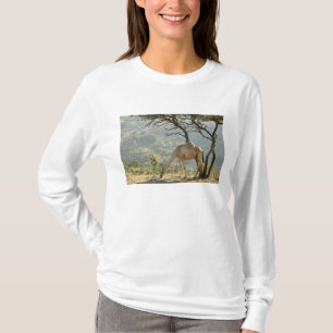 Camiseta Omã, Região Dhofar, Salalah. Camelo