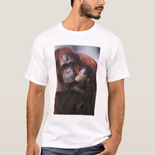 Camiseta Orangotango-de-sumatra fêmea com bebê, Pongo