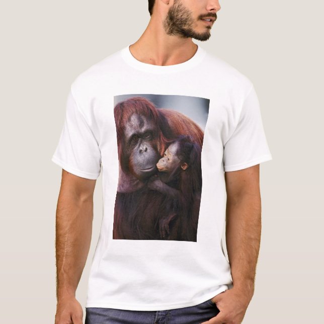 Camiseta Orangotango-de-sumatra fêmea com bebê, Pongo (Frente)