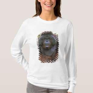 Camiseta Orangotango Pongo Pygmaeus