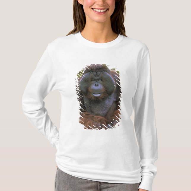 Camiseta Orangutan Pongo Pygmaeus (Frente)