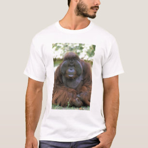 Camiseta Orangutan Pongo Pygmaeus