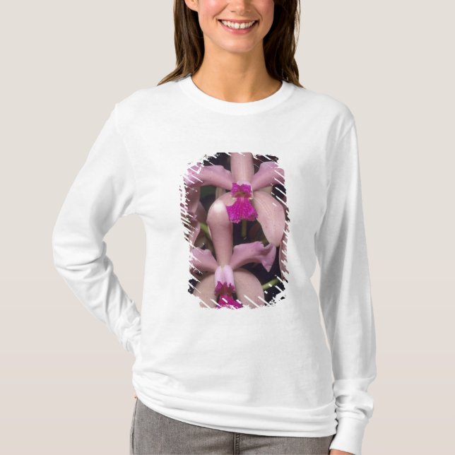 Camiseta Orquídea, (Cattleya amethystoglossa), Leste (Frente)