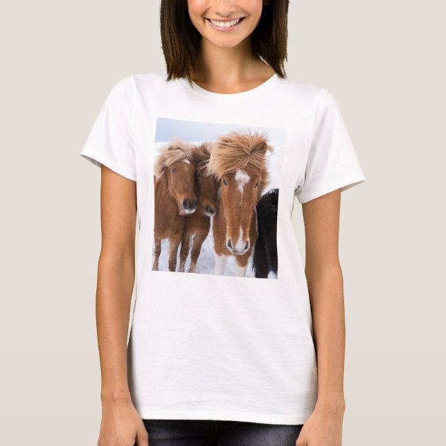 Camiseta Os cavalos islandêses nuzzle, Islândia (Frente)