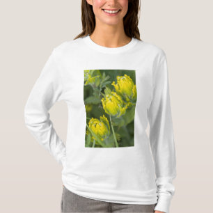 Camiseta Ouro indiano Paintbrush Castilleja