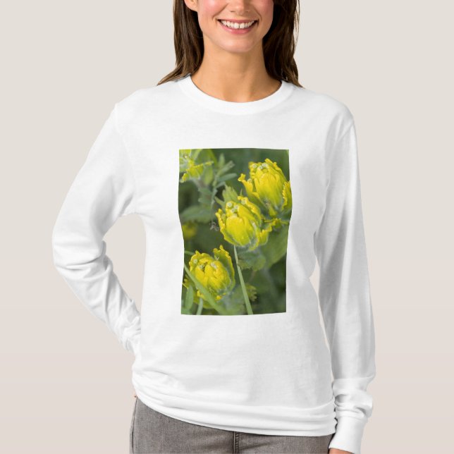 Camiseta Ouro indiano Paintbrush Castilleja (Frente)