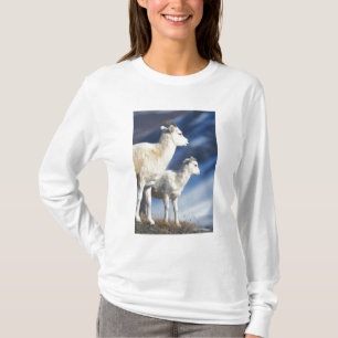 Camiseta ovelhas Dall, Ovis dalli, ovelha e cordeiro