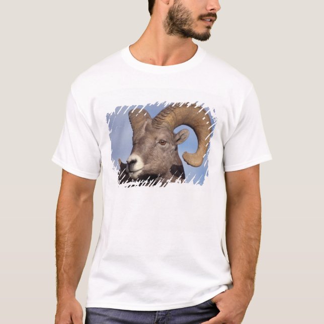 Camiseta ovelhas de chifre, ovelhas de montanha, Ovis canad (Frente)
