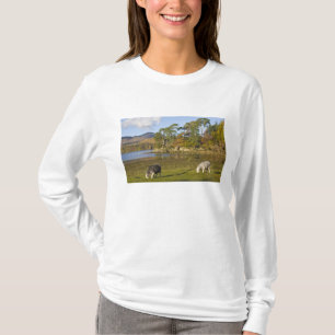 Camiseta ovelhas Herdwick em Friars Crag, Derwentwater, 2