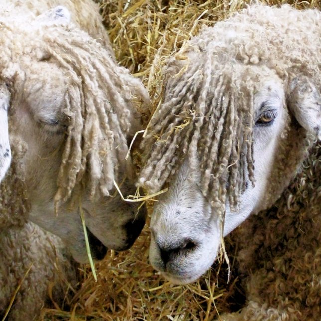 CAMISETA OVINO (Criador carregado)