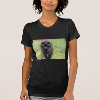 Camiseta Pablo o Pomeranian