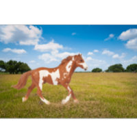 Paint Horse Americano