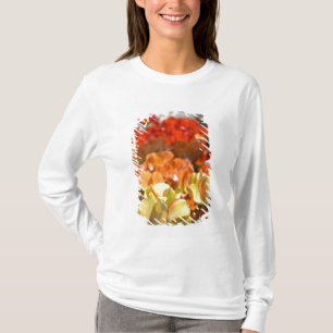 Camiseta Países Baixos, conhecido como Holanda), Lisse. Keu