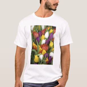 Camiseta Países Baixos, Holanda do Sul, Amsterdã