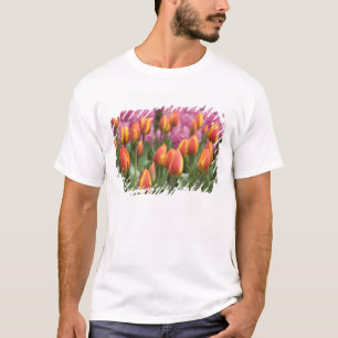 Camiseta Países Baixos (também conhecido como Holanda), Lis