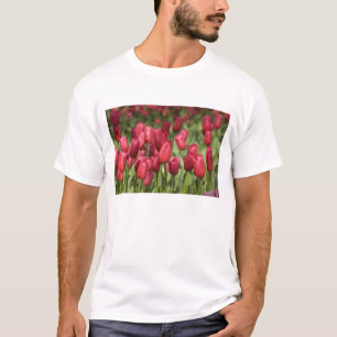 Camiseta Países Baixos (também conhecido como Holanda), Lis