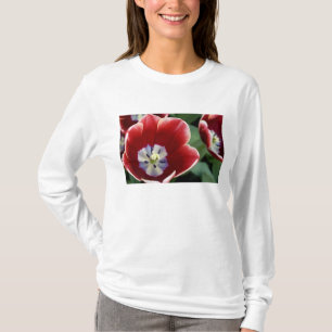 Camiseta Países Baixos (também conhecido como Holanda), Lis