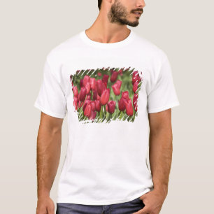 Camiseta Países Baixos (também conhecido como Holanda), Lis