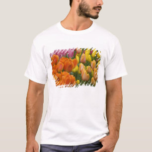 Camiseta Países Baixos (também conhecido como Holanda), Lis