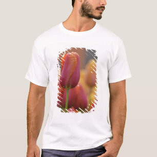Camiseta Países Baixos (também conhecido como Holanda), Lis